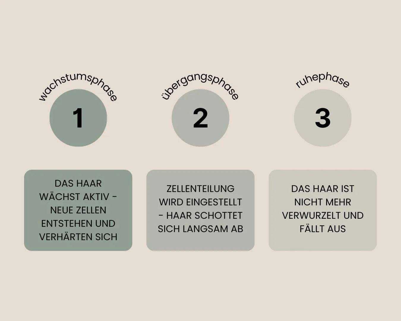 Infografik von den drei Wachstumsphasen des Haars