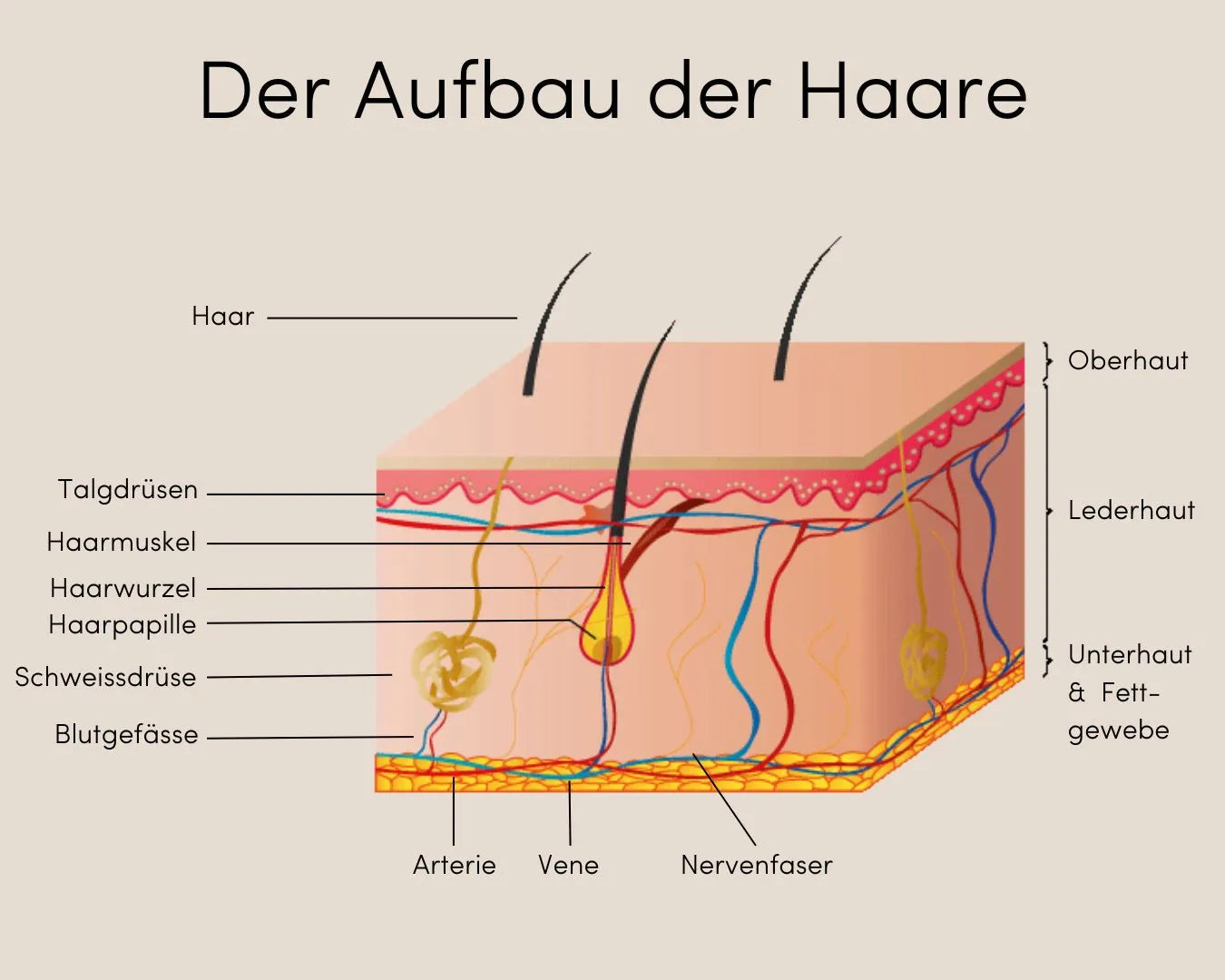 Infografik mit dem Titel ‚Der Aufbau der Haare‘ und einer dazugehörigen Abbildung