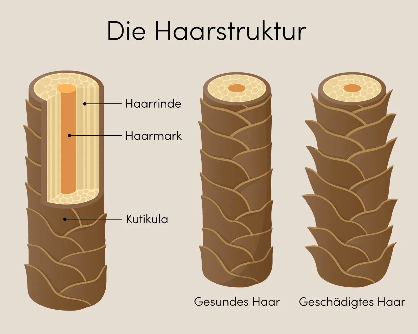 Infografik mit dem Titel ‚Die Haarstruktur‘ und dem Aufbau eines Haares