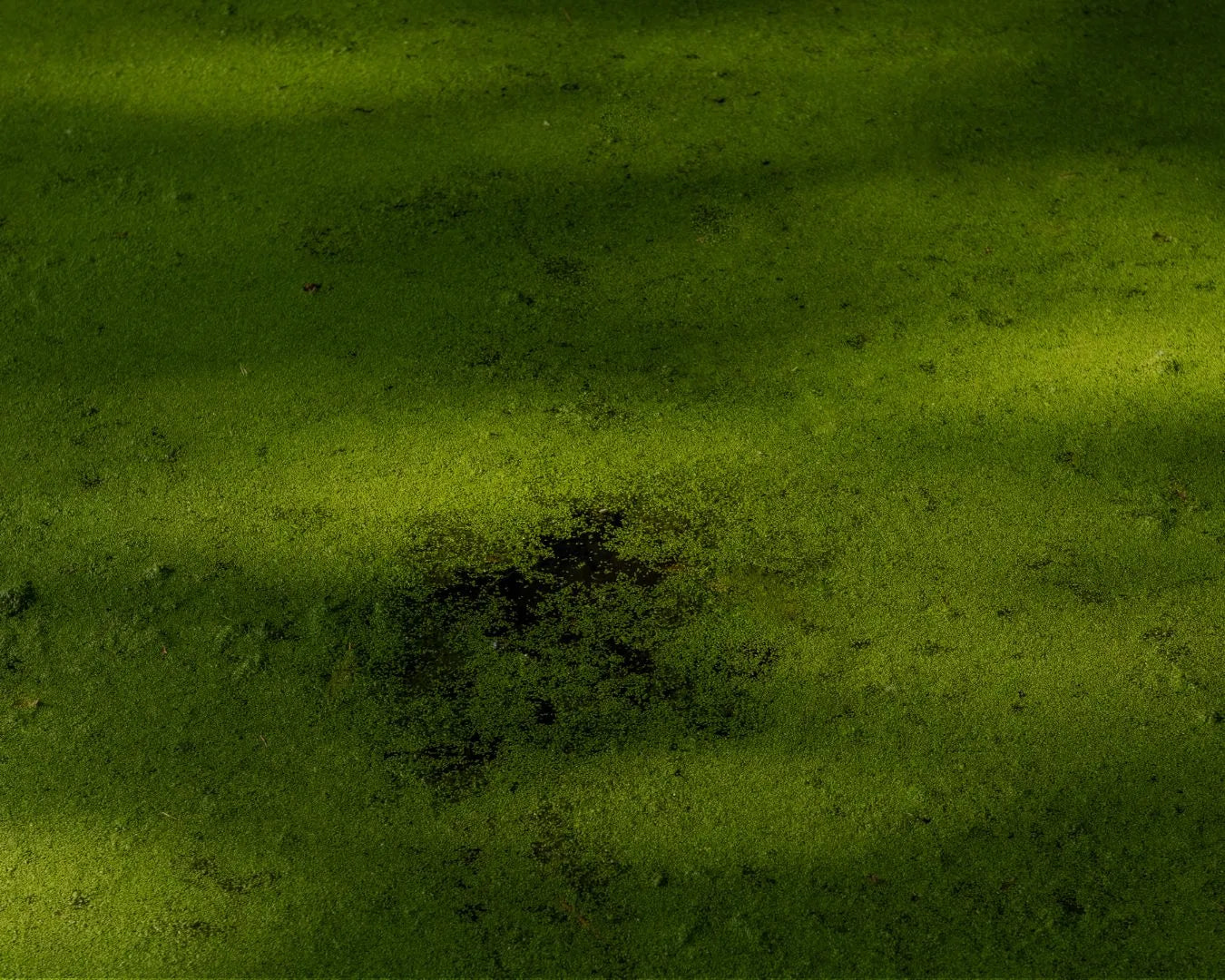 Naturaufnahme von Seegras